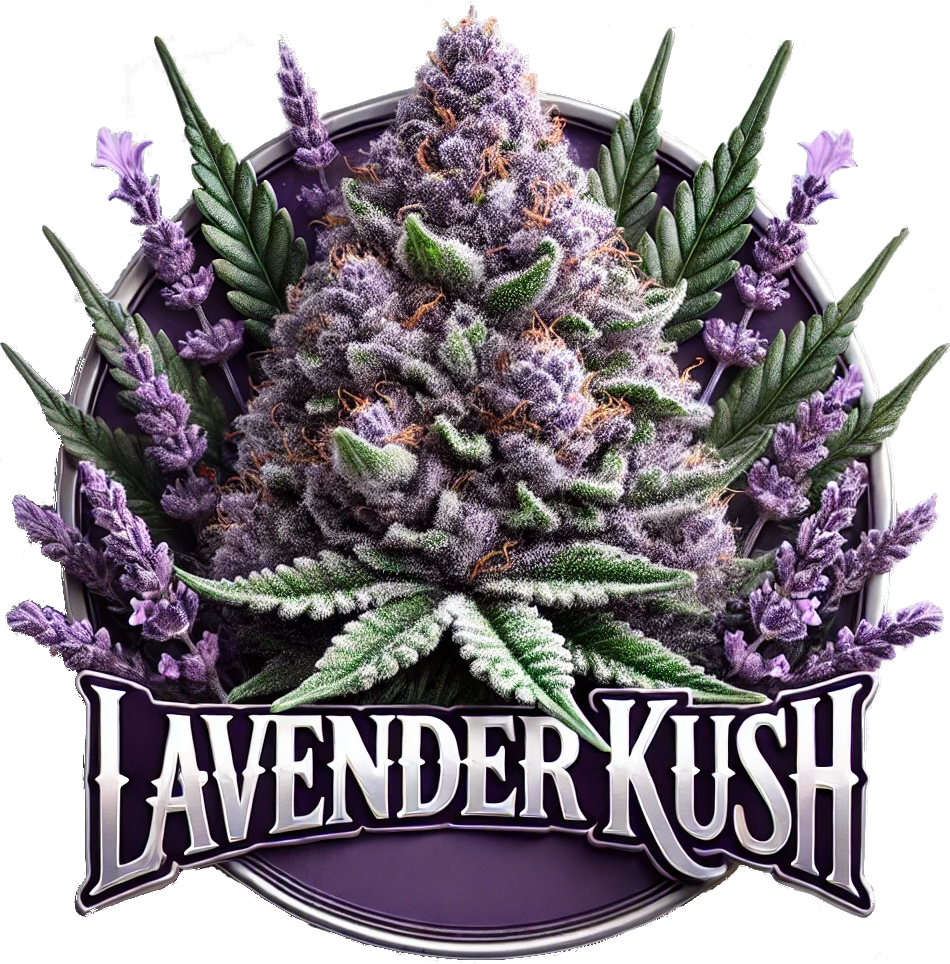 lavender Kush